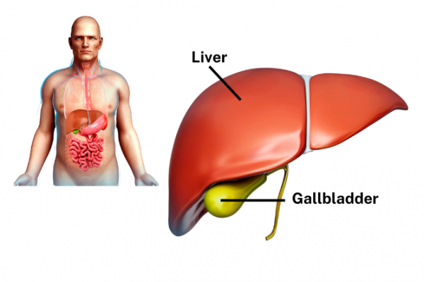 Image showing location of gallbladder underneath the liver