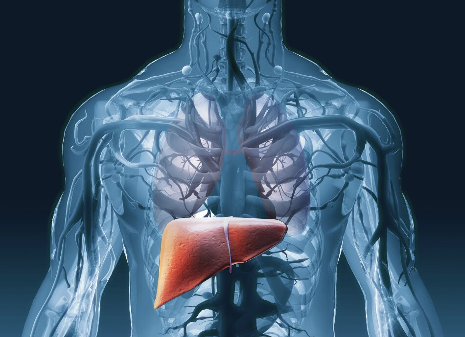 Graphic illustration of liver location in the body