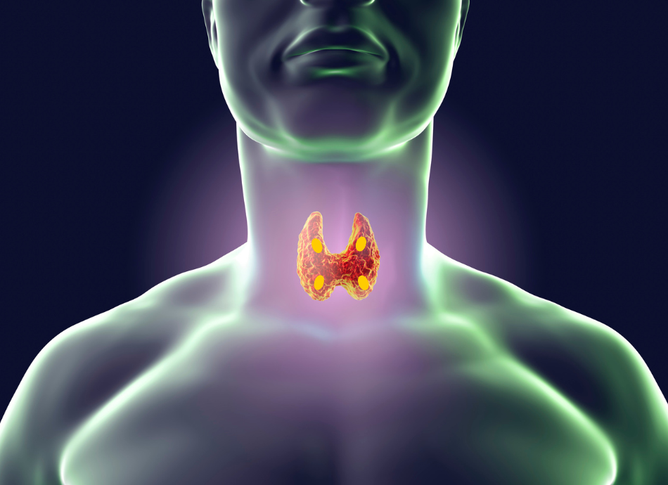 Parathyroid glands 