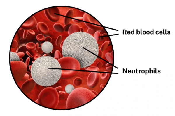 Graphic representing red blood cells and neutrophils