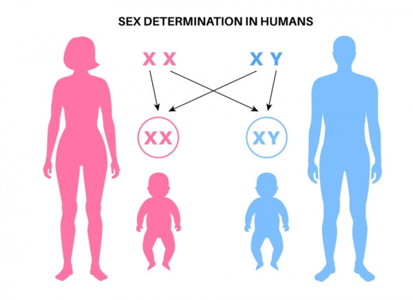 Image showing sex chromosome inheritance from parents