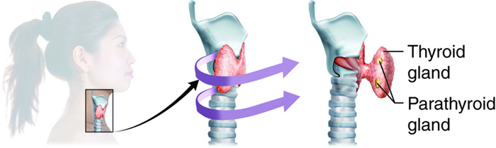 Location of thyroid and parathyroid glands