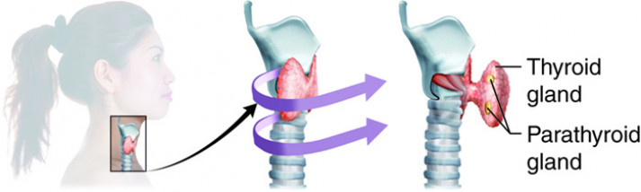 Diagram showing location of thyroid and parathyroid glands