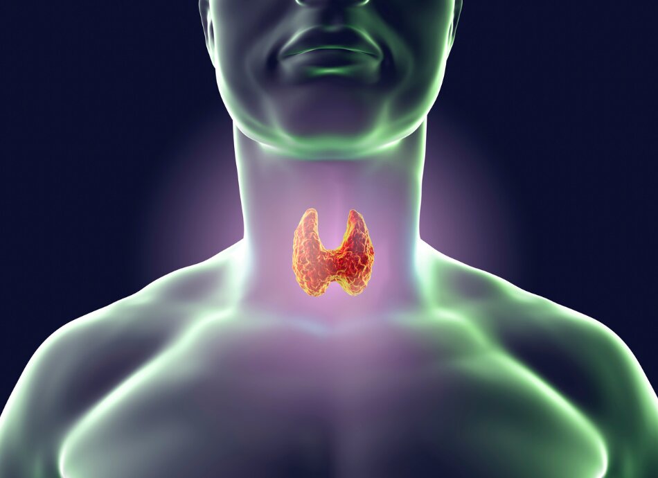 Thyroid gland location computer graphic
