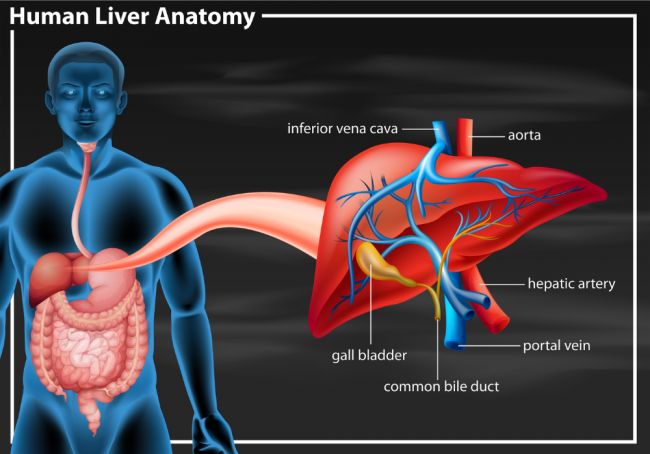 Vector showing where the liver's located and labelled parts of the liver