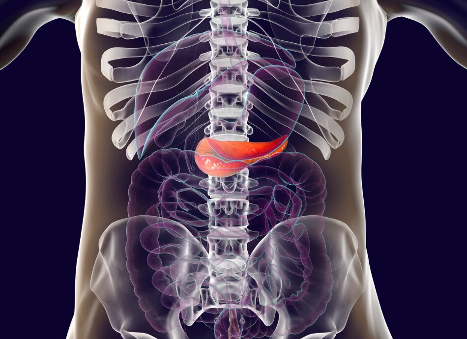 Infographic of pancreas location inside abdomen