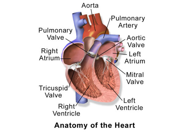 A labelled diagram of the anatomy of the heart