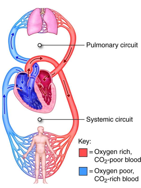 Pulmonary and systemic circulatory systems 
