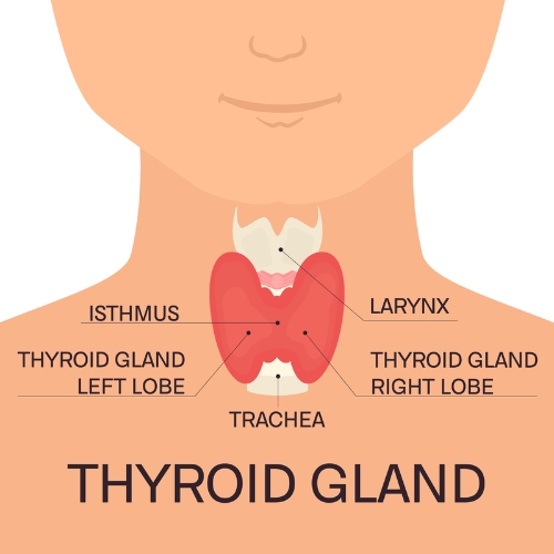 Thyroid gland image with labels 