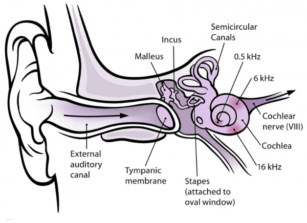 Diagram showing anatomy of the ear