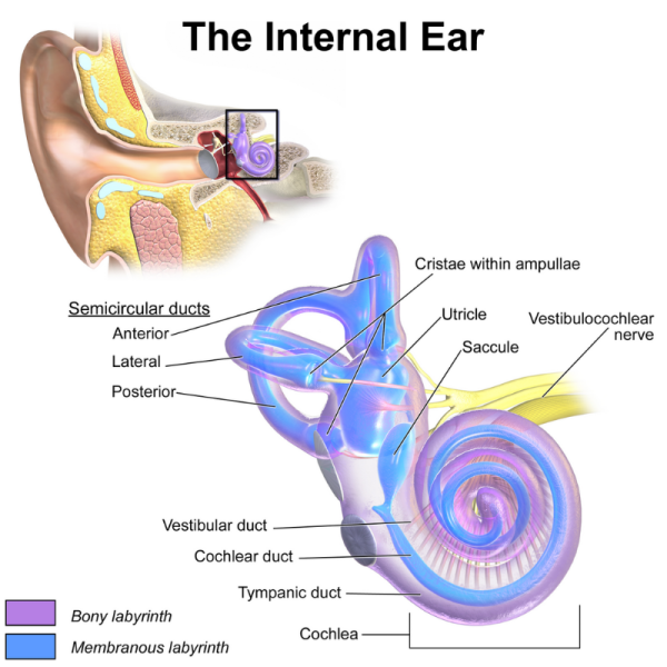 Internal ear diagram showing position of the utricle and semicircular ducts