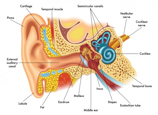 Human ear anatomy showing location of Eustachian tube