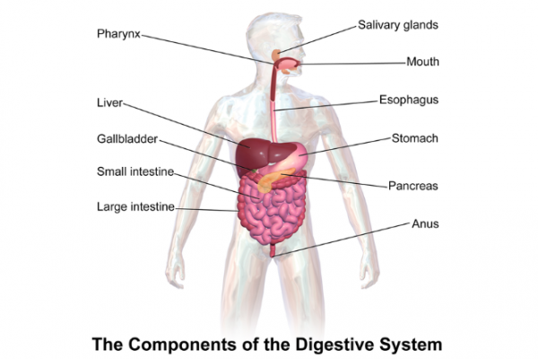 Infographic showing the components of the digestive system