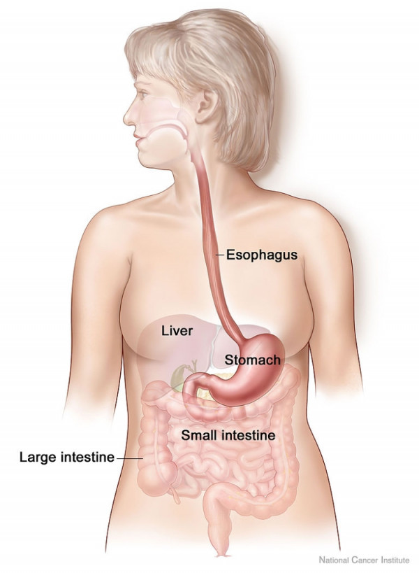 Labelled digestive tract