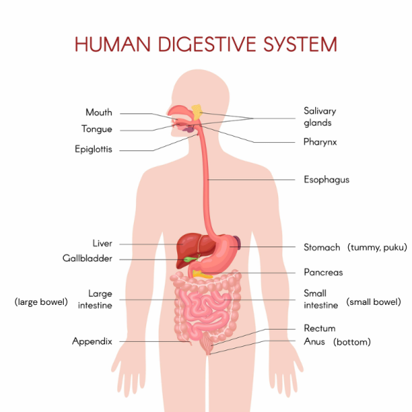 Labelled digestive system