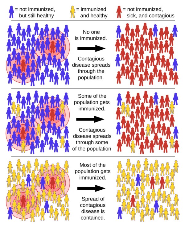 Herd immunity showing effects of immunisation on community spread of disease