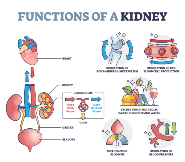 Functions of a kidney