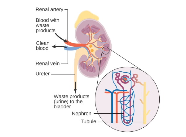 Labelled cross-section of kidney showing blood flow in and out