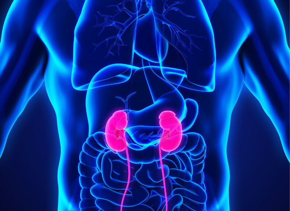 Location of kidneys graphic