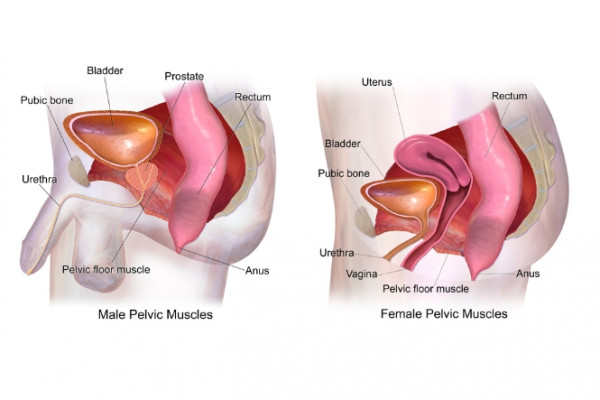 Diagram showing male and female pelvic anatomy related to bladder control