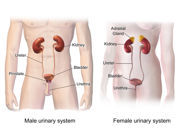 Diagram of male and female urinary systems