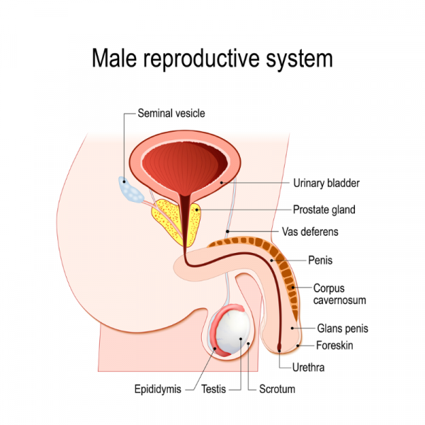 Male reproductive system with labels