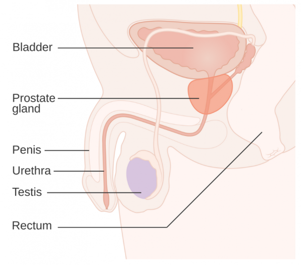 Illustration showing location of prostate