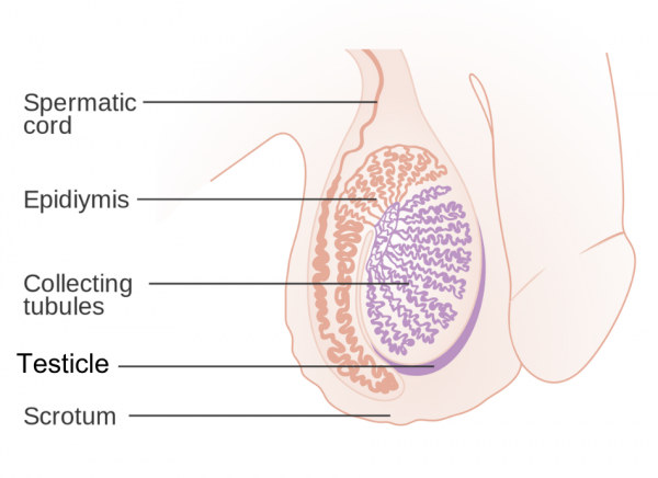 Anatomy of the testicle