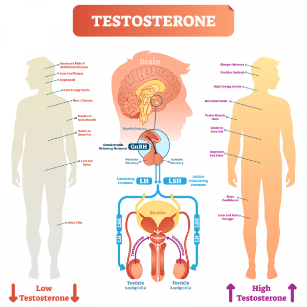 Effects of low and high testosterone