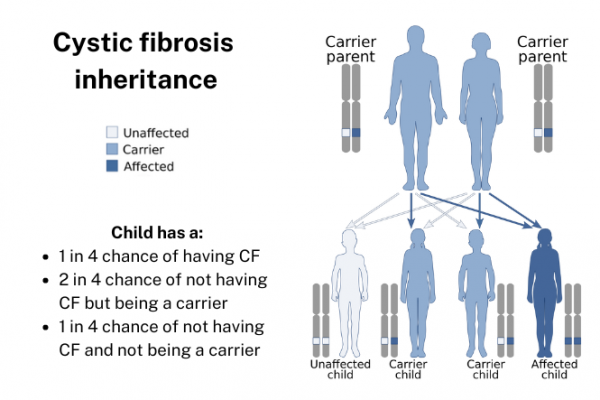 Genetic inheritance of CF