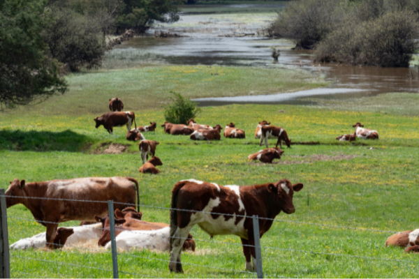 Cattle in flooded field