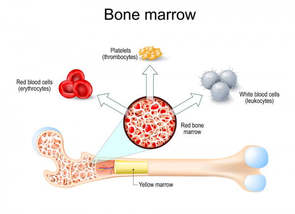 Bone marrow image showing red and yellow marrow and red and white blood cells and platelets