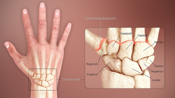 Labelled bones in the wrist