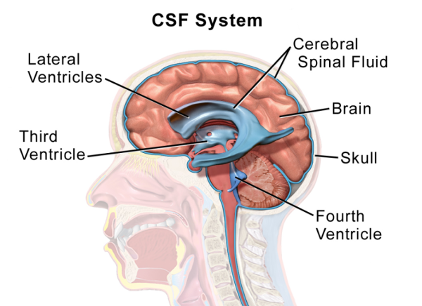 CSF system diagram
