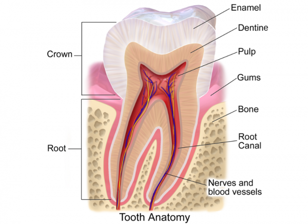 Anatomy of a tooth with parts labelled