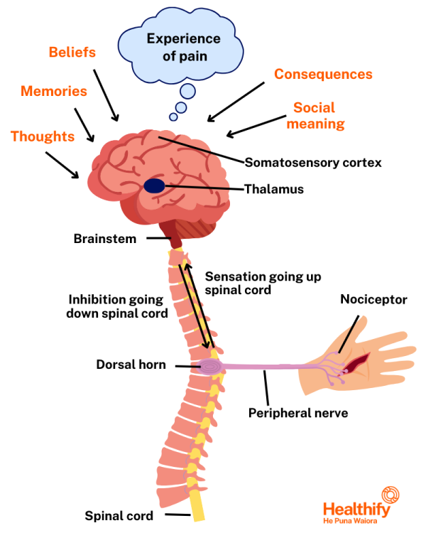 Infogrpahic showing experience of pain with pain pathway and impact of thoughts etc