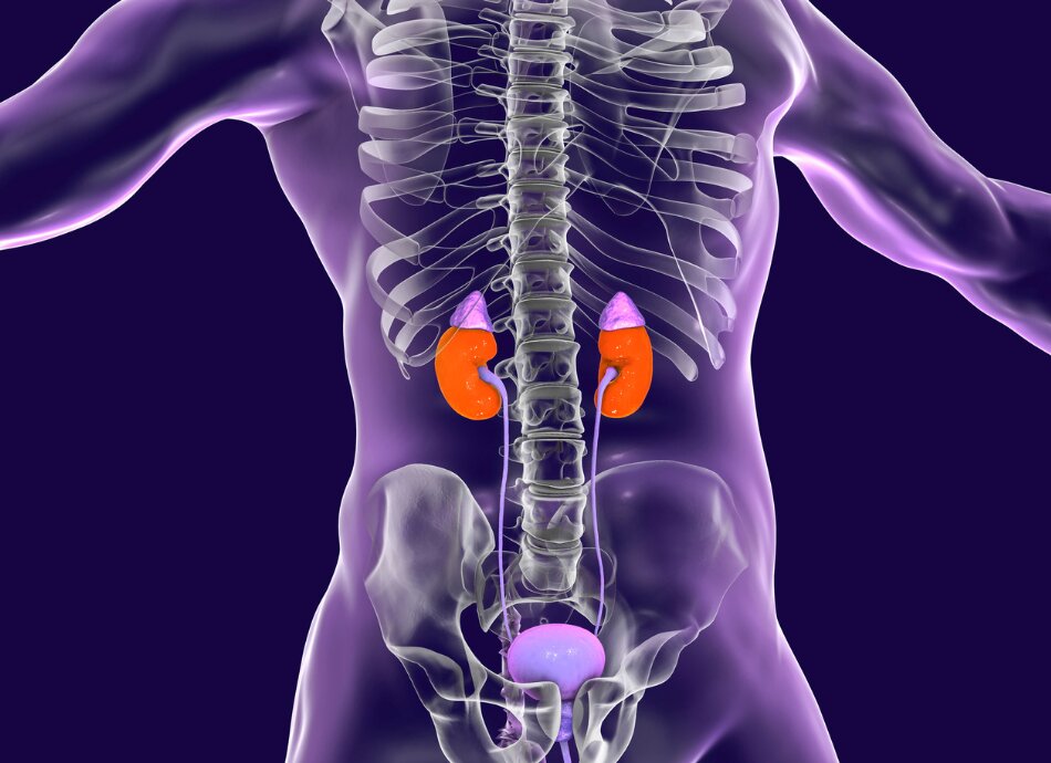 Graphic illustration of location of kidneys