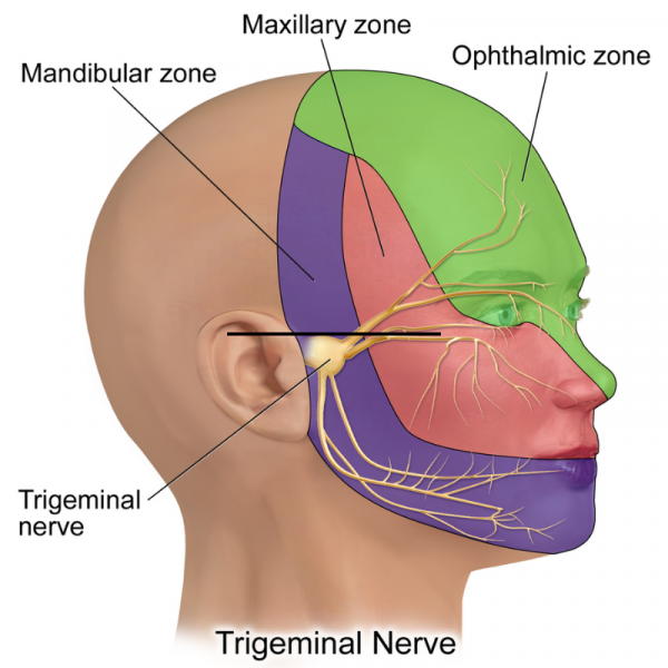 Graphic illustration of trigeminal nerve in the face