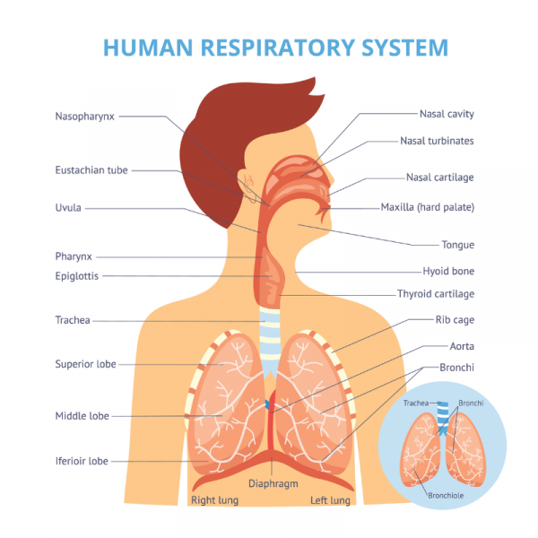 Labelled diagram of the human respiratory system