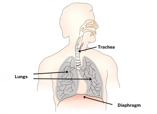 Labelled diagram showing lungs, trachea and diaphragm