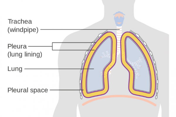 Image of chest showing lungs and pleura