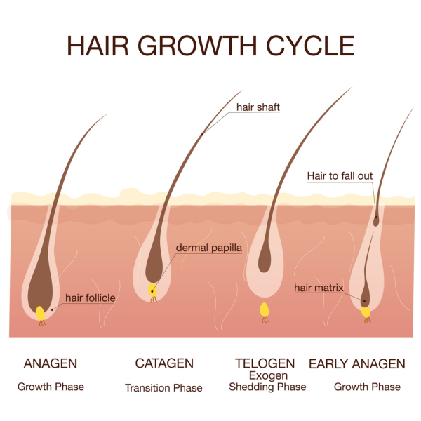 Hair growth cycle showing what happens at each of the 3 main stages