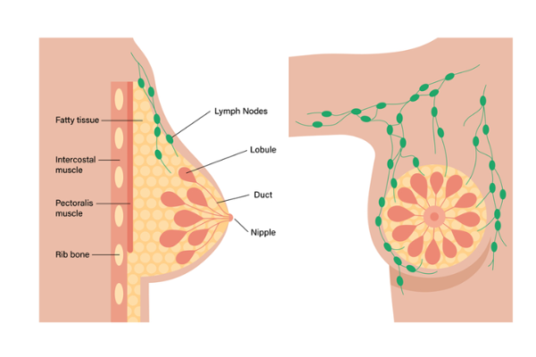 Anatomy of the female breast