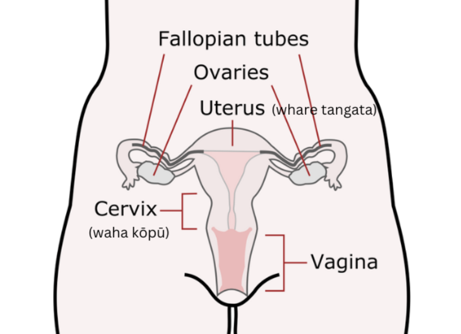 Female reproductive anatomy