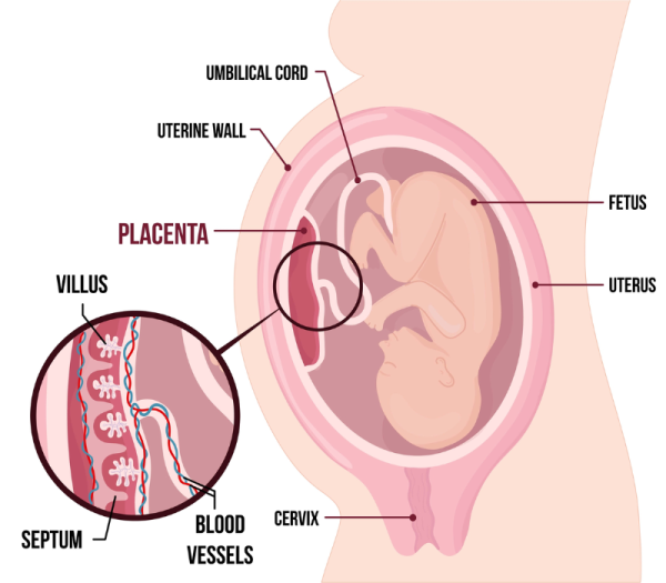 Growing foetus and placenta
