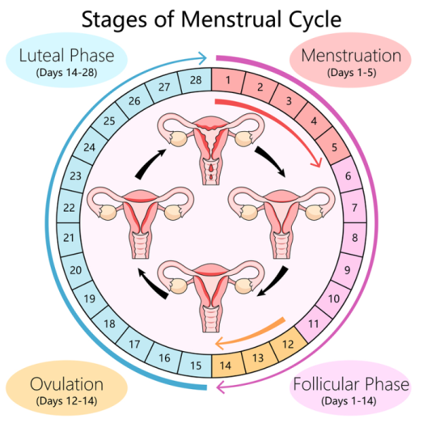 Graphic showing the stages of the menstrual cycle