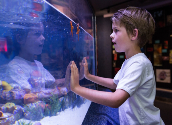 Boy with his hands on aquarium tank watching fish swimming