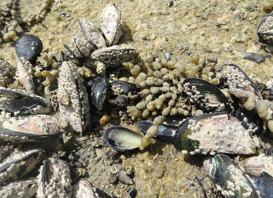 Mussels and seaweed on a rock