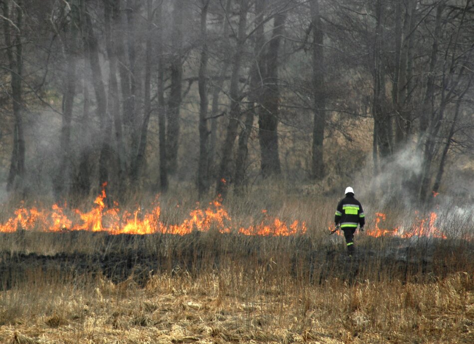 Fireman in woodland fire canva 950x690