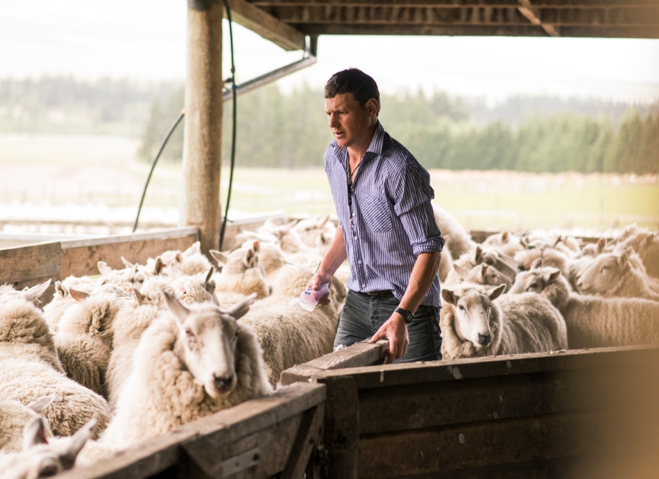 NZ sheep farmer in a pen with sheep